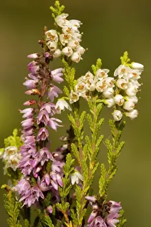 Heath Prints: Common heather, or ling, in flower, with normal and white forms
