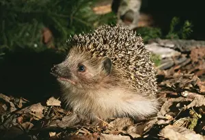 Common Hedgehog - searching for food