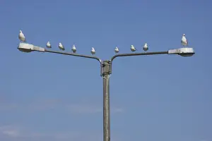 Common & Herring Gulls (Larus argentatus) on Lampost Hailuoto Island, Finland BI014603