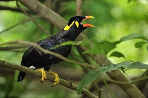 Common Hill Myna / Beo