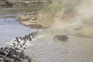 Common Hippopotamus - approaches wildebeest crossing the Mara River