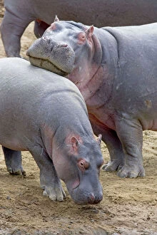 Images Dated 29th June 2005: Common Hippopotamus - Maasai Mara Reserve - Kenya