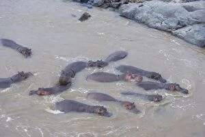Images Dated 11th April 2007: Common Hippopotamus - in Mara River - Maasai Mara Reserve - Kenya