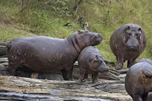 Images Dated 17th August 2008: Common Hippopotamus - mother protecting calf from approaching males