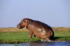 Hippos Prints: Common Hippopotamus TOM 585 Along the Zambezi River