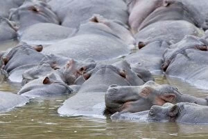 Images Dated 29th June 2005: Common Hippopotamus - in water
