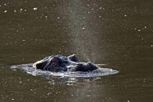 Images Dated 1st July 2005: Common Hippopotamus - in water - Maasai Mara Reserve - Kenya