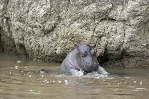 Images Dated 8th July 2005: Common Hippopotamus - young calf (2-3 weeks old) playfully jumping up onto its mother