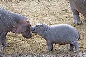 Images Dated 29th June 2005: Common Hippopotamus - young calf greeting young adult - Maasai Mara Reserve - Kenya