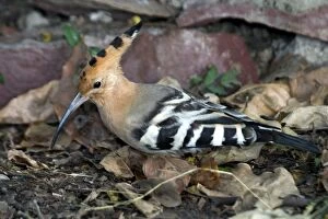 Images Dated 21st December 2004: Common Hoopoe - On ground Indian resident and winter visitor. Inhabits open country