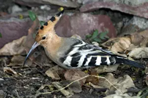 Hoopoe Prints: Common Hoopoe - On ground Indian resident and winter visitor