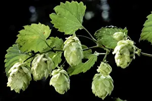 Farmer Prints: Common Hop harvest - Belgium