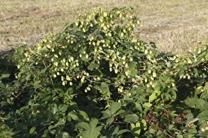 Images Dated 26th August 2007: Common Hop - in hedgerow with blackberries. Alsace - France