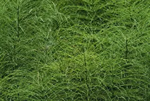 Common Horsetail Olympic National Park