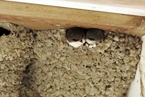 Martins Prints: Common House Martin - two at nest. Husum - Germany