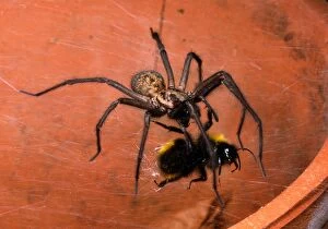 Common House Spider - Catching and biting bumble bee prey