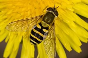 Syrphidae Collection: Common Hoverfly - on dandelion flower - Dorset garden - UK