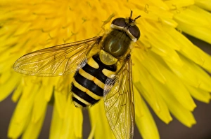 Images Dated 27th September 2011: Common Hoverfly - on dandelion flower - Dorset garden - UK