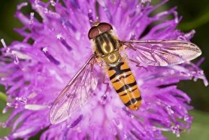 Syrphidae Collection: Common Hoverfly - on knapweed flower - Dorset