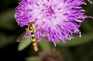 Syrphidae Collection: Common Hoverfly - male on knapweed flower. Dorset garden