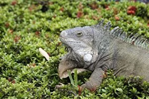Images Dated 9th April 2005: Common Iguana