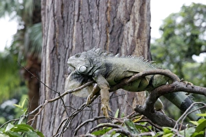 Images Dated 9th April 2005: Common Iguana
