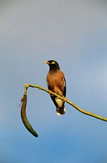 Images Dated 13th October 2004: Common / Indian Mynah Perched on branch. Dist: Asia