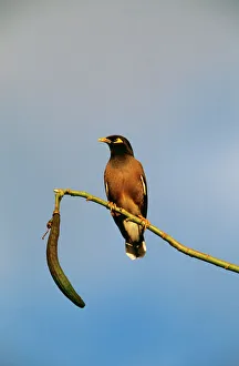Images Dated 13th October 2004: Common / Indian Mynah Perched on branch. Dist: Asia