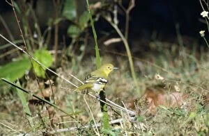 Common Iora - perched on stem