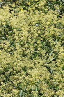 Common Ivy - plant in flower