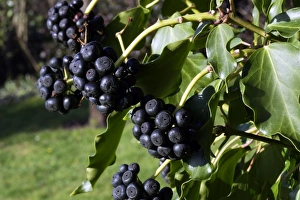 Images Dated 16th February 2007: Common ivy - showing fruit Alsace France