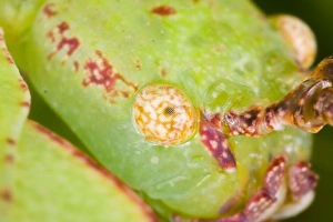 Common Javanese Leaf Insect - Close up view of head showing compound eye Common Javanese Leaf Insect - Close up view of head showing compound eye