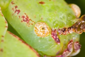 Compound Eyes Prints: Common Javanese Leaf Insect - Close up view of head showing compound eye Native to SE Asia Location: Laboratory-bred