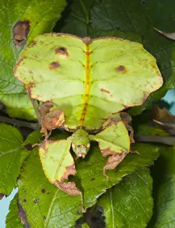 Look Alike Prints: Common Javanese Leaf Insect - Superb camouflage on leaves of Bramble Native to SE Asia Location: Laboratory-bred