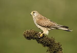 Images Dated 13th March 2014: Common Kestrel