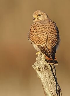 Common Kestrel - adult female perched on a branch