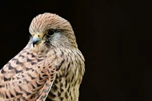 Images Dated 15th November 2009: Common Kestrel - Close up of a female. Gloucestershire, England