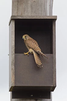 Boxes Gallery: Common Kestrel - female at the nesting box - Sweden