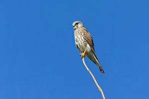 Images Dated 11th February 2019: Common Kestrel - female perched on branch, North Hessen, Germany Date: 11-Feb-19