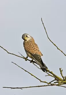 Images Dated 8th March 2010: Common Kestrel - male perched on branch looking for prey