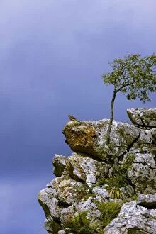 Common Kestrel on rock