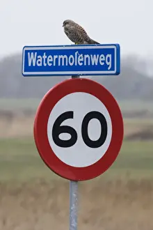 Texel Prints: Common Kestrel up traffic sign - Texel - island - Netherlands