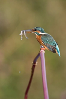 Images Dated 9th September 2003: Common Kingfisher