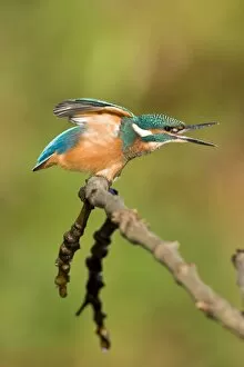 Images Dated 9th September 2003: Common Kingfisher