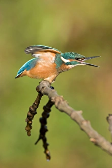 Images Dated 9th September 2003: Common Kingfisher