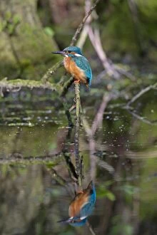 Latest images december 2016, common kingfisher