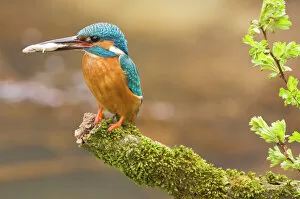 Food In Mouth Collection: Common Kingfisher - Adult male with fish prey in beak - The Netherlands, Overijssel, Twente