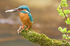 Netherlands Collection: Common Kingfisher - Adult male with fish prey in beak - The Netherlands, Overijssel, Twente