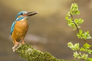 Images Dated 11th April 2008: Common Kingfisher - Adult male with fish prey in beak