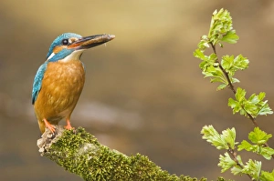 Images Dated 11th April 2008: Common Kingfisher - Adult male with fish prey in beak